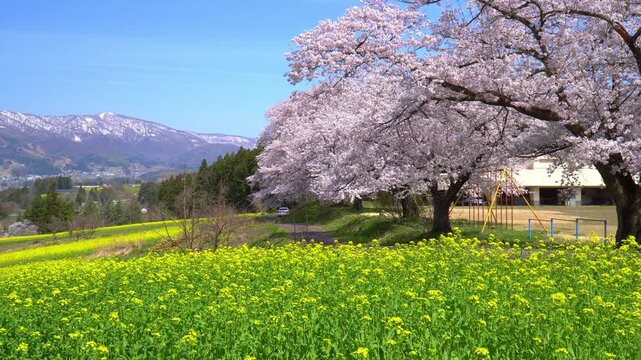 菜の花公園　菜の花と桜（長野県飯山市）