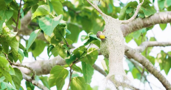 Beautiful baya weaver bird nest building on tropical tree branch animal wildlife