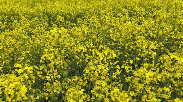 Gelbes Rapsfeld mit bienen ger&auml;usche im Fr&uuml;hling - Video