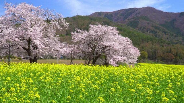 菜の花公園　菜の花と桜（長野県飯山市）