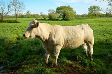 Fototapeta premium Vache charolaise de profil dans un pré au printemps