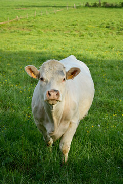 Une vache charolaise regarde de face dans un pr&eacute; au printemps, format vertical
