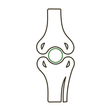 Anatomical illustration of the human patella and distal femur articulation