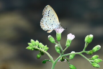 butterfly wings colour Insect Extreme Close-Up macro photography Nature Background © ritam Karmakar