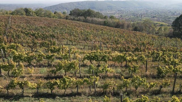 Sunlit autumn landscape with golden grapevines on hillside in Sumadija, Serbia.