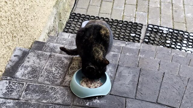 Candid shot of a fluffy black cat eating outdoors against the backdrop of medieval architecture in Cesis, Latvia.