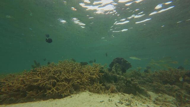 Various species of tropical fish glide through crystal clear water over a vibrant coral reef