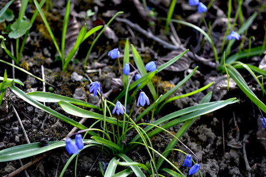 Scilla Siberica in the spring forest. First flowers blooming in april