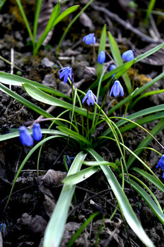 Scilla Siberica in the spring forest. First flowers blooming in april