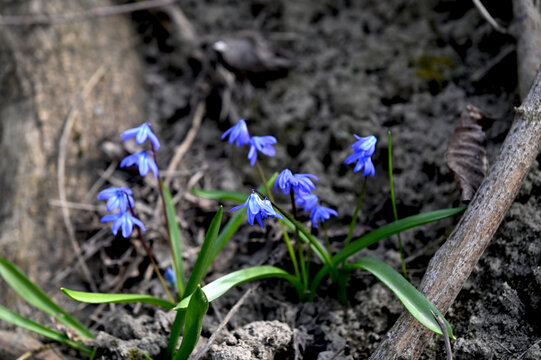 Scilla Siberica in the spring forest. First flowers blooming in april
