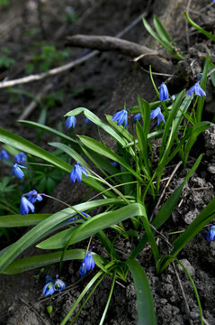 Scilla Siberica in the spring forest. First flowers blooming in april