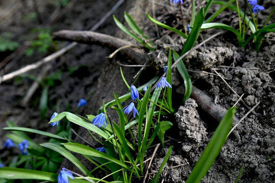 Scilla Siberica in the spring forest. First flowers blooming in april