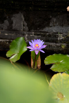 Purple water lily flower beside ancient stone wall at temple pond