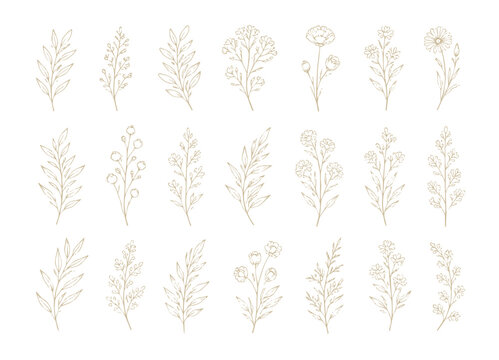 Set of delicate botanical illustrations featuring various leaves and flowers.