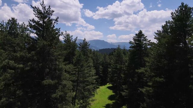Mountains, forests, trees and cloudy blue sky. Pine, cedar, hornbeam forests. A nature footage from the untouched mountains.