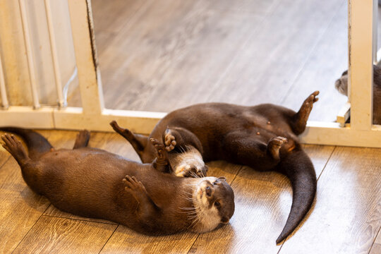 Otter feel happy and run around