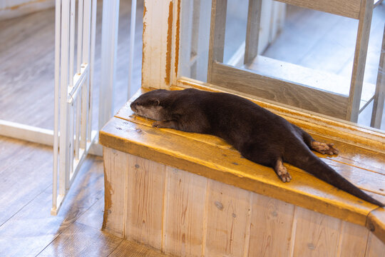 Otter feel happy and run around