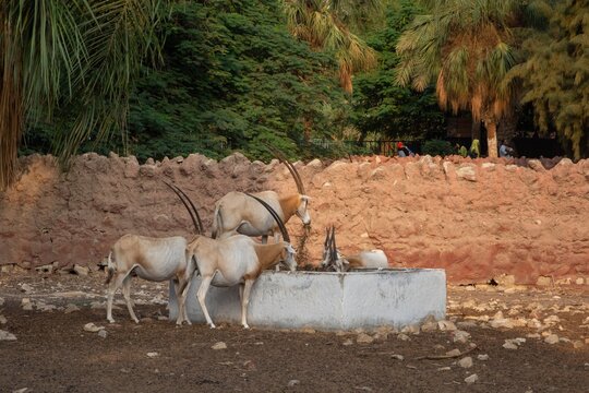 Herd of scimitar-horned oryx drinking at water trough in zoo enclosure with mud wall and palm trees