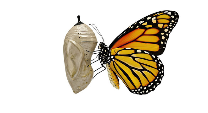 Monarch Butterfly emerging from chrysalis