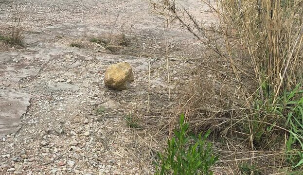 Small Rock Rolling Down a Dry, Rugged Slope in Slow Motion.A dynamic shot of a single brown stone rolling down an uneven, rocky hillside with dry grass and wild vegetation.