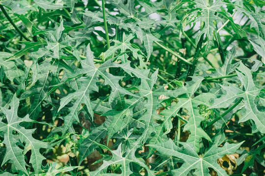 close up of lush green chaya leaves with intricate patterns and natural lighting