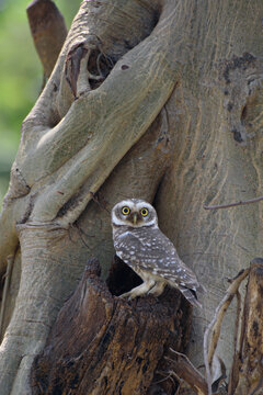 Indian Spotted Owlet perched on hollow tree trunk. Wildlife portrait of an owl in natural habitat