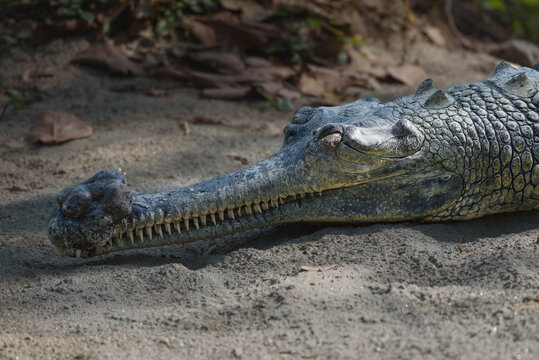 Indian Gharial crocodile resting on sandy ground. Wild Gharial portrait in natural river habitat
