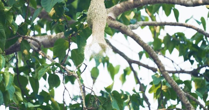 Yellow baya weaver nest bird building  on tree branch nature moment slow motion