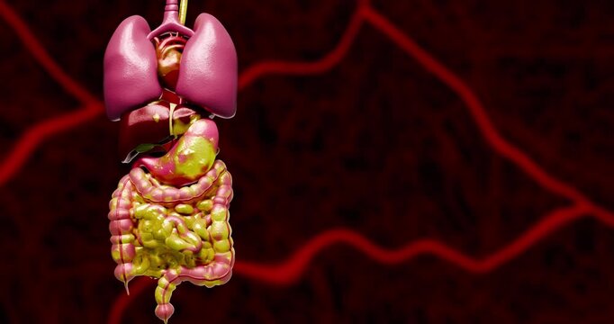 Visceral adipose tissue buildup around digestive organs illustrating metabolic syndrome, insulin resistance, chronic inflammation, and obesity related complications inside human body systems. 3D rende