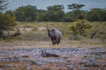 Black rhinoceros in Etosha National Park, Namibia © Yann
