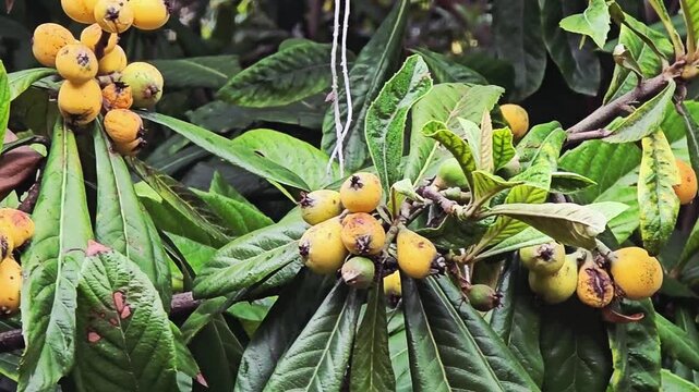 Clusters of Ripe and Unripe Loquat Fruit (Eriobotrya japonica) Hanging on Tree. A steady shot showing a bountiful harvest of loquats in various stages of ripening. The yellow-orange ripe fruits