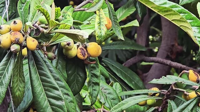 Clusters of Ripe and Unripe Loquat Fruit (Eriobotrya japonica) Hanging on Tree. A steady shot showing a bountiful harvest of loquats in various stages of ripening. 