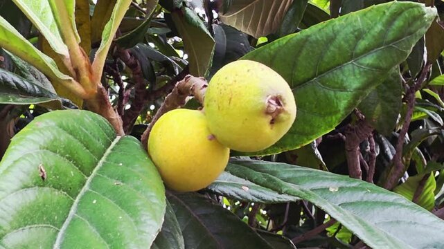 Ripe Yellow Loquat Fruit (Eriobotrya japonica) on Tree Branch with Large Green Leaves. A detailed close-up shot of two ripe, yellow loquats growing on a branch. The frame highlights the fuzzy texture.