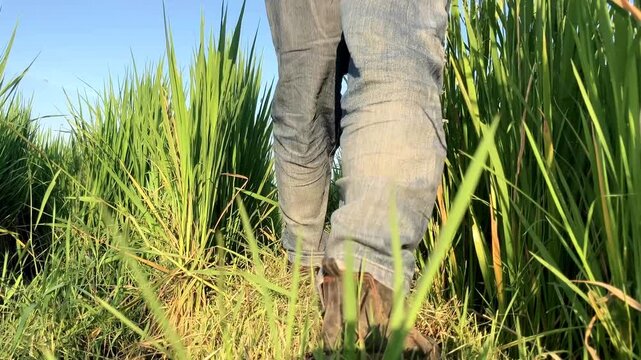 Cinematic View Through Grass of a Male Agricultural Worker in a Rural Farm Under Blue Sky