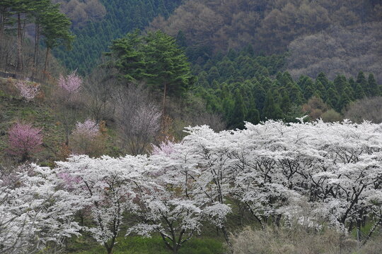 長野県須坂市 早朝の山肌を彩る満開の桜と春の風景