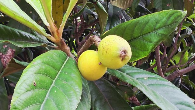 Ripe Yellow Loquat Fruit (Eriobotrya japonica) on Tree Branch with Large Green Leaves. A detailed close-up shot of two ripe, yellow loquats growing on a branch. The frame highlights the fuzzy texture.