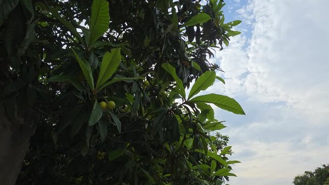  Green Loquat Fruit Clusters (Eriobotrya japonica) Growing on Tree Branches Against Blue Sky. A close-up cinematic shot of unripe green loquats hanging in clusters from a healthy loquat tree.