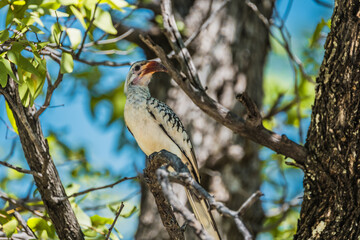 Red-billed hornbill in Etosha National Park, Namibia © Yann