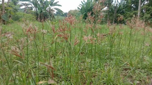 Hamparan rumput dengan latar pohon kelapa