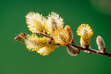 Honey bee collecting pollen on willow catkins in spring close up nature macro © Jaroslav Moravcik
