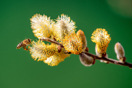 Honey bee collecting pollen on willow catkins in spring close up nature macro