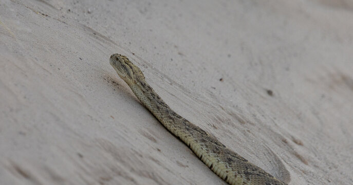 a puffader slithering up a sand bank