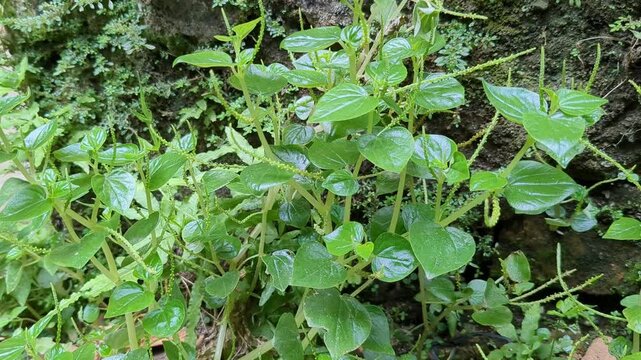 Tropical Green Wild Pepper Plant Growing in Moist Forest Environment