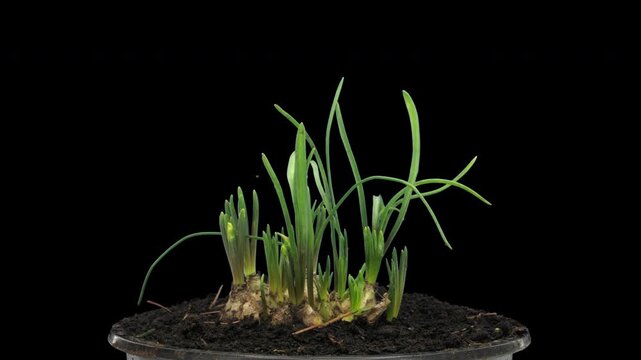 Time lapse of growing blue hyacinth Christmas flowers in a pot with ALPHA transparency channel isolated on black background