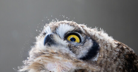 Naklejka premium close-up of the spotted eagle owl's yellow eyes.