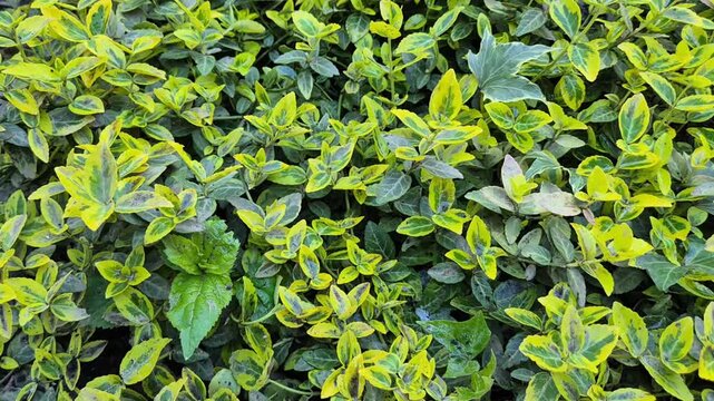 A vibrant patch of Winter Creeper with bright yellow and green variegated oval leaves. The dense groundcover is interspersed with a few dark green ivy leaves, creating a lush, textured mat.