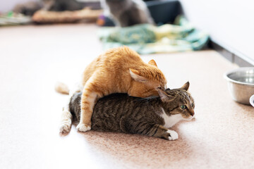 Capturing candid moments of cat mounting and social interaction in shelter environment © Vera Aksionava