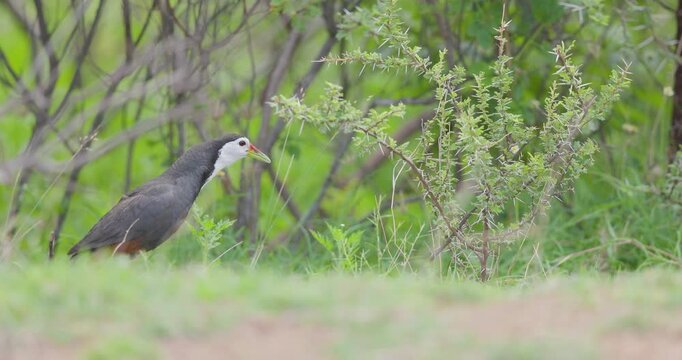 White-breasted Waterhen calling on green grass in slow motion on a misty monsoon morning,