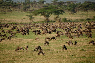 Naklejka premium Large herd of wildebeests grazing in the African savannah