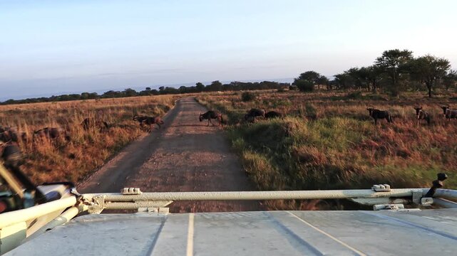Handheld forward-facing shot from an open-top safari vehicle halted as a massive wildebeest herd crosses and blocks the dirt road in Serengeti National Park, Tanzania, Africa.